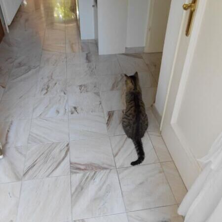 Auch unsere lieben Tiere lieben unsere Natursteinböden